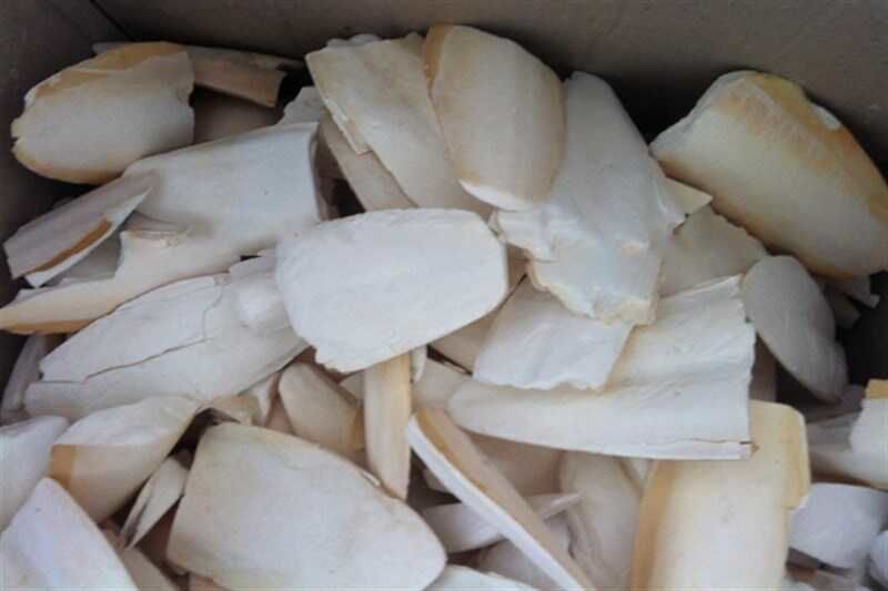 Kırık Kalamar Kemiği 1kg