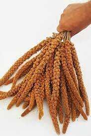 Kızıl Dal Darı 15kg