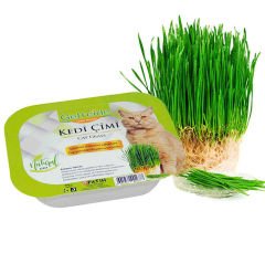 Kedi Çimi Kedi Nanesi